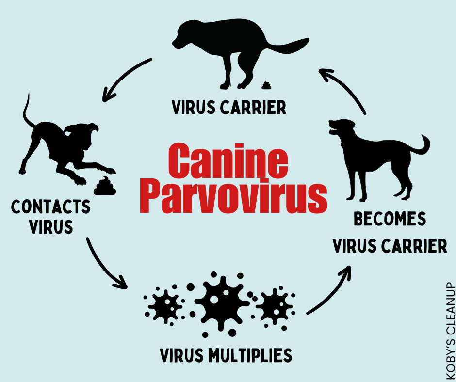 How canine parvovirus is spread (2)