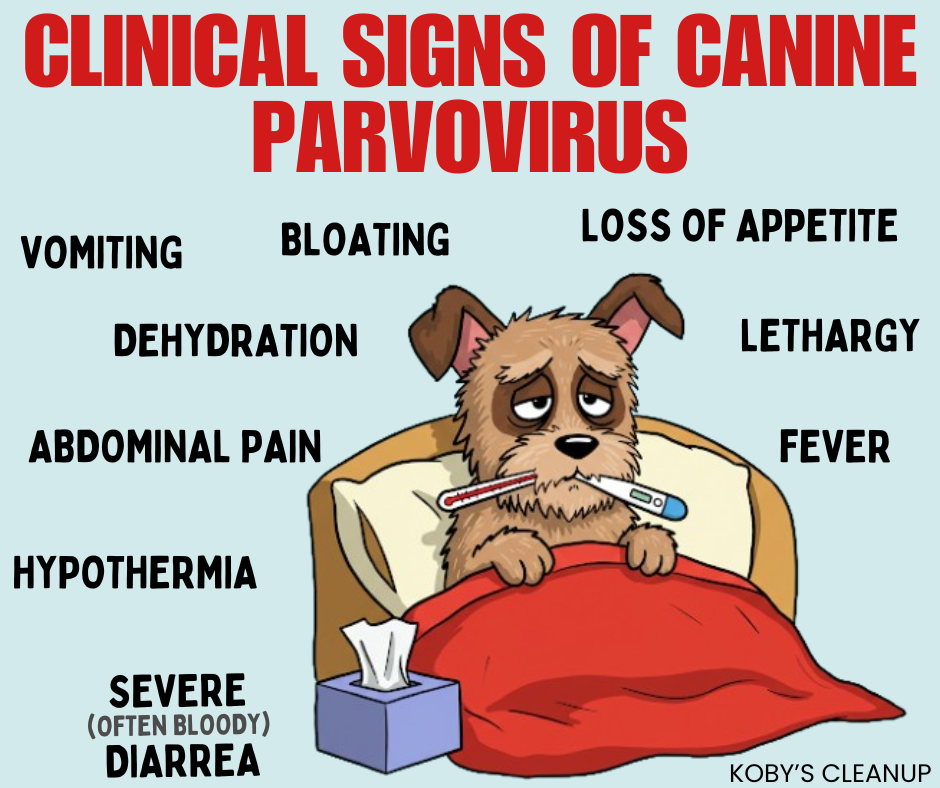 How canine parvovirus is spread (4)