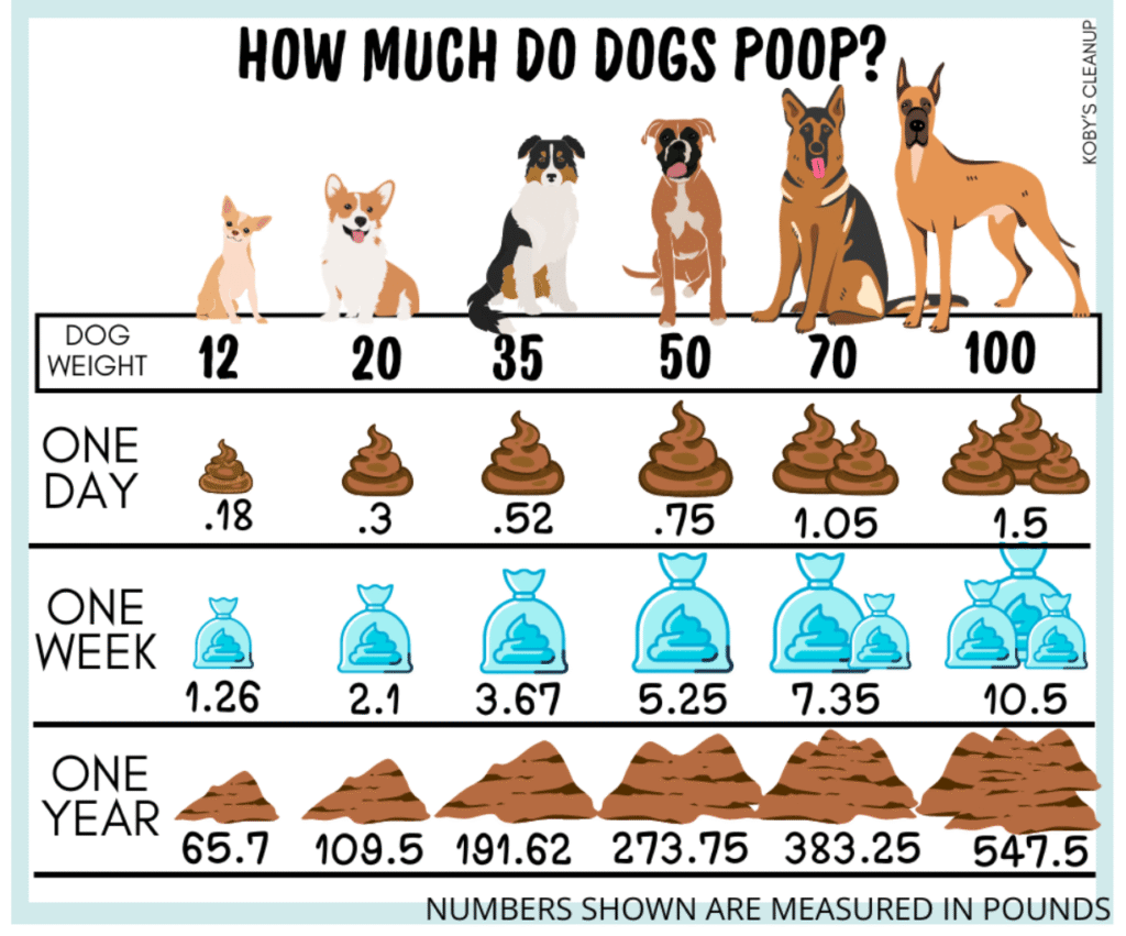 Let’s Talk Doo-doo: Funny & Fascinating Facts About Dog Poop